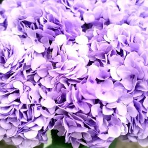 Fleurs violettes / LOCATION