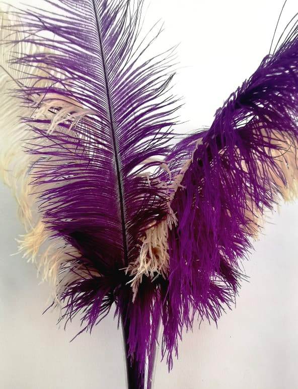 Plumes de decoration / LOCATION